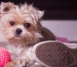 cute puppy with a dog toy and a shoe