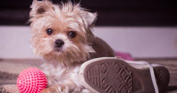cute puppy with a dog toy and a shoe
