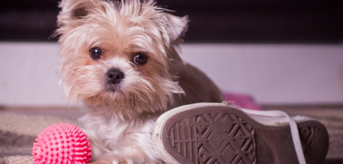 cute puppy with a dog toy and a shoe