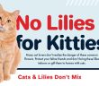 orange tabby cat sitting beside the words no lilies for kitties