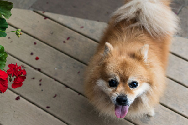 pomeranian dog listening attentively