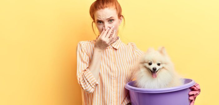 A Guide to Eliminating Pet Odor in Your Home