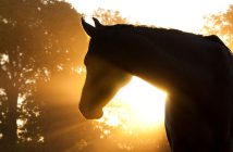 Essential Tips for First-Time Horse Owners
