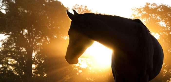 Essential Tips for First-Time Horse Owners