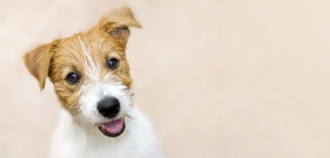 Pet Holidays To Put on the Calendar This Year