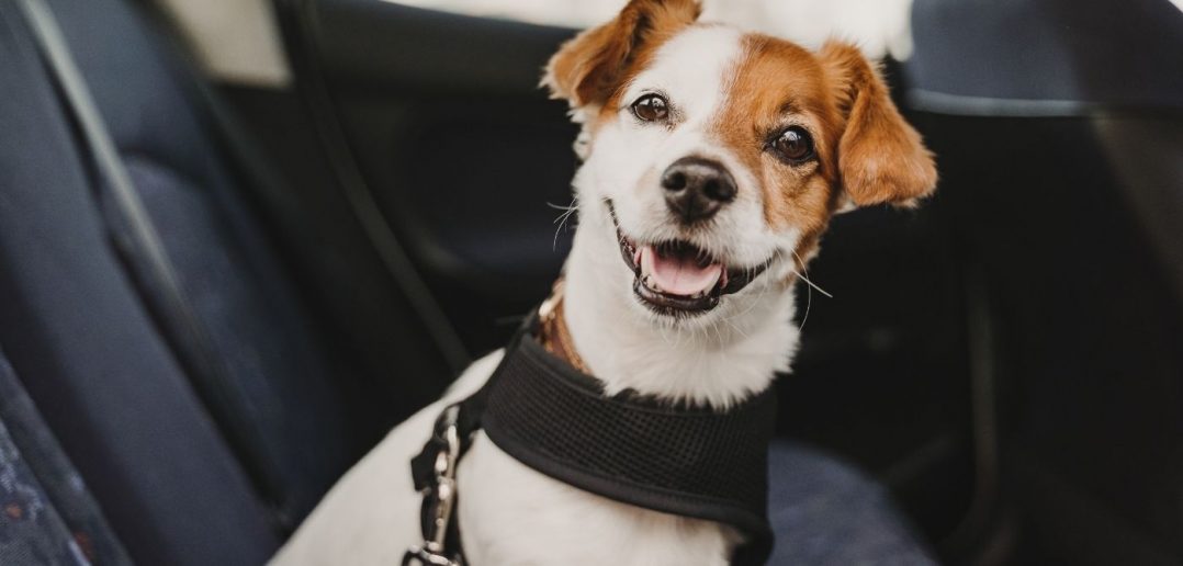 How to Keep Your Car Clean with a Dog