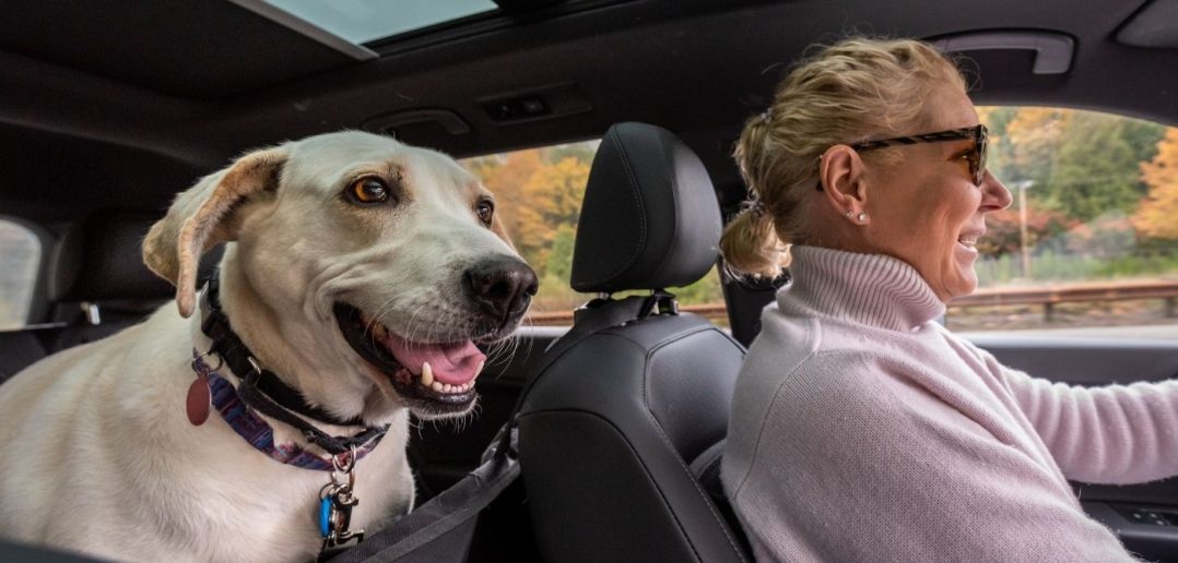How To Have a Safe and Healthy Road Trip With Your Dog