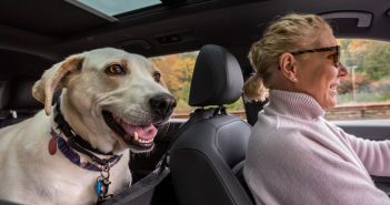 How To Have a Safe and Healthy Road Trip With Your Dog