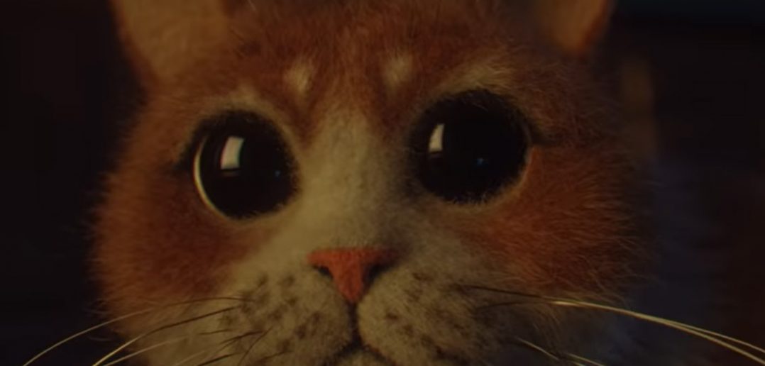 close up of the cat from scaredy cat