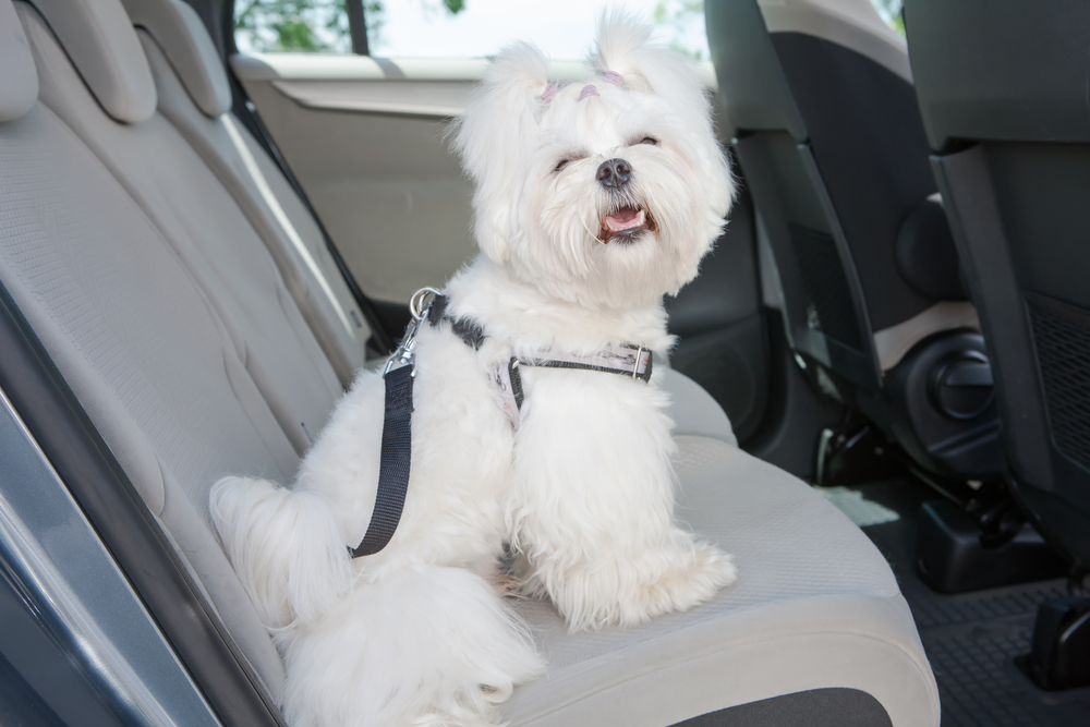 Seatbelt for Dogs In Car