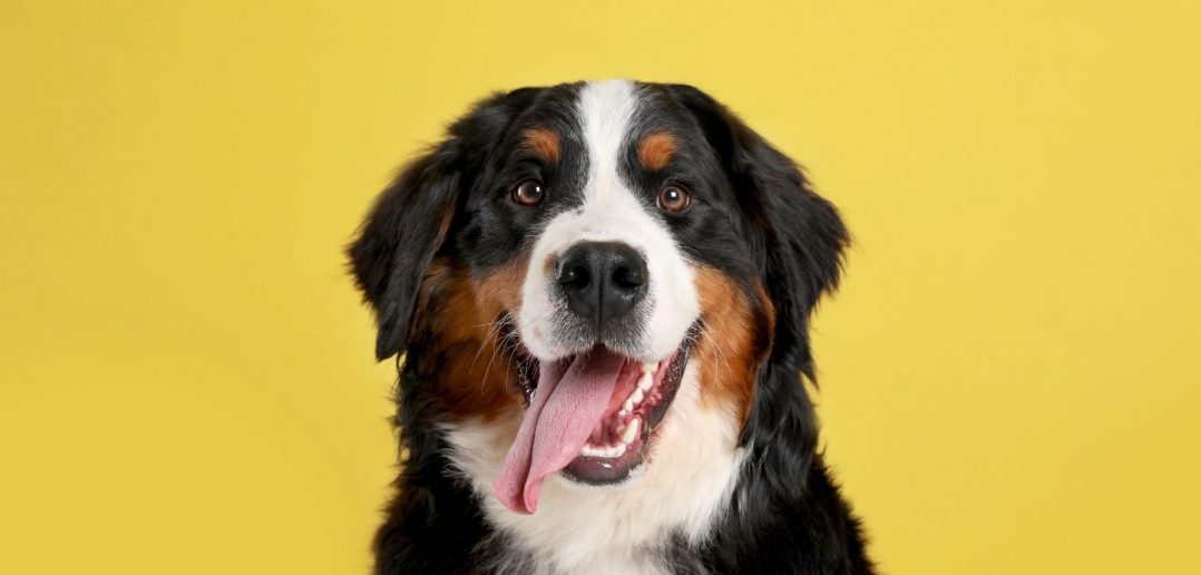 What to Know About a Dog’s Undercoat