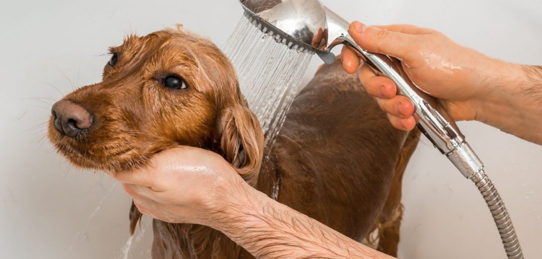 What You Need To Know About Grooming Your Dog at Home
