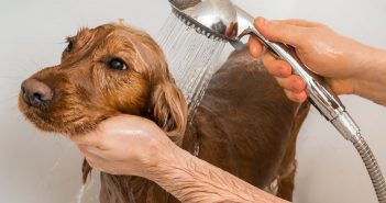 What You Need To Know About Grooming Your Dog at Home