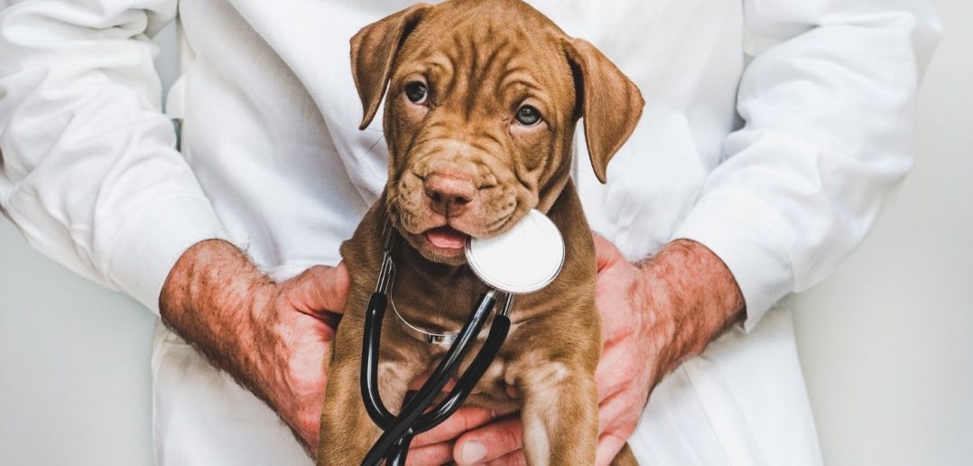 A Passion for Care: 4 Careers for Animal Lovers