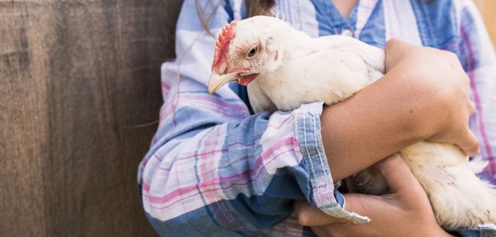 How To Keep Chickens as Family Pets