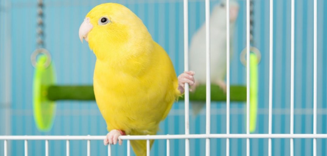 The Best Pets for People With Fur Allergies