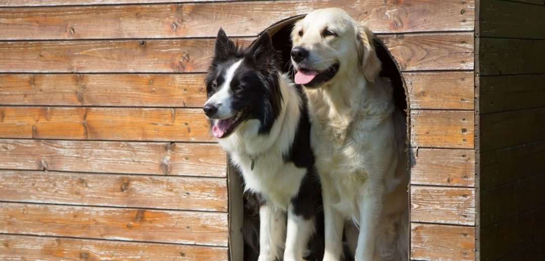 Essentials To Pack When You Board Your Dog