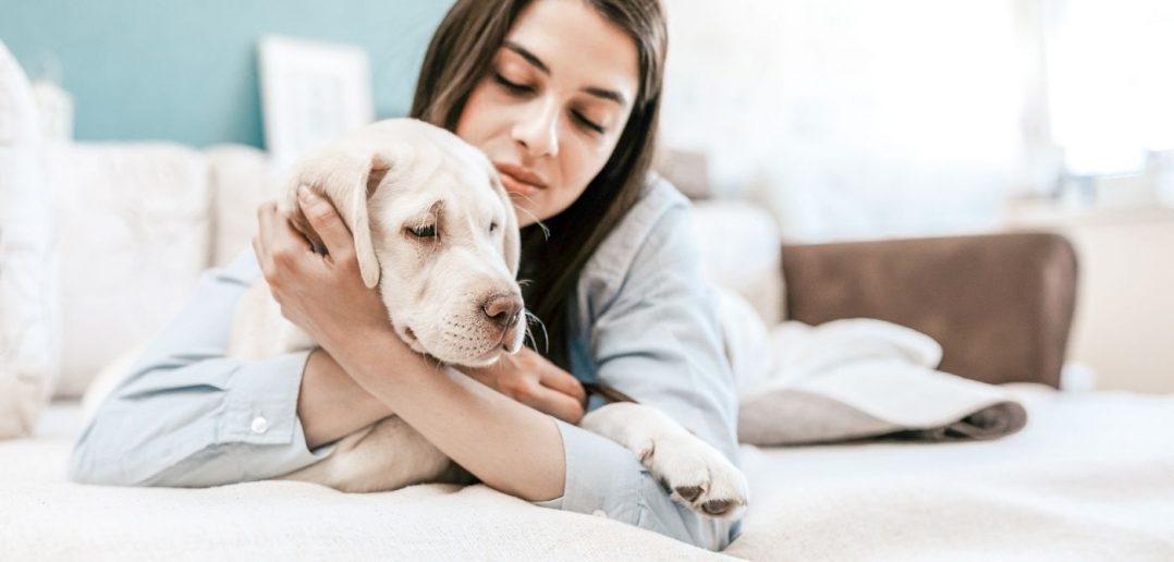 How To Calm Your Dog Before a Vet Visit