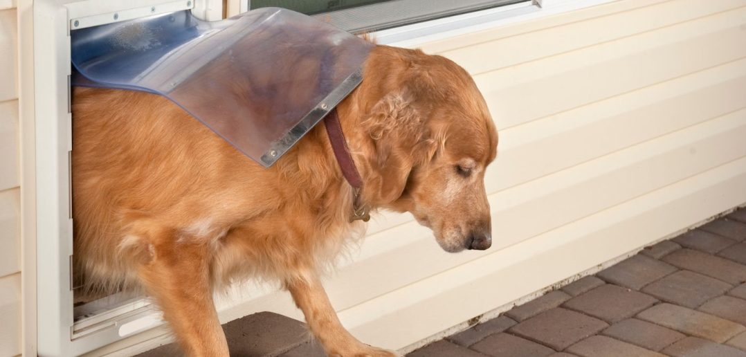 How You Can Keep Your Doggy Door From Wasting Electricity