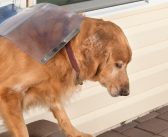 How You Can Keep Your Doggy Door From Wasting Electricity