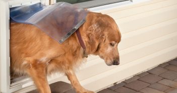 How You Can Keep Your Doggy Door From Wasting Electricity