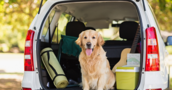 Travel with your dog