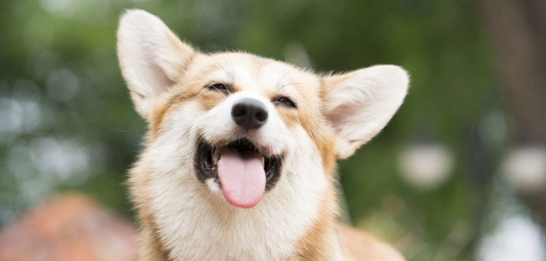 Tips on Taking Home a Foster Dog