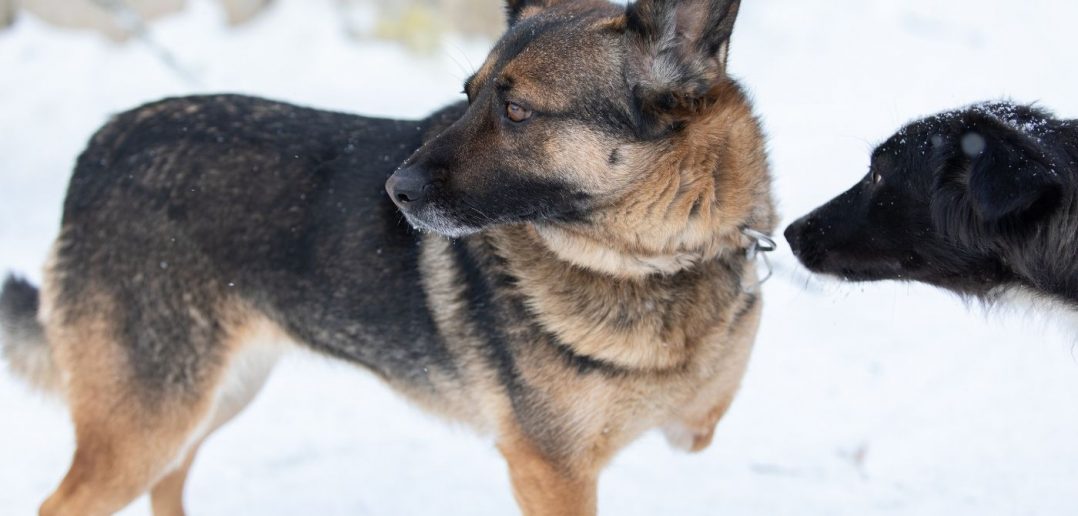 How To Care for Your Dog After a Limb Amputation