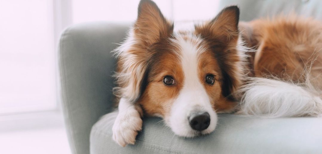 Best Design Ideas To Make Your House Dog-Friendly