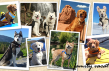 AAA pet vacation contest postcard