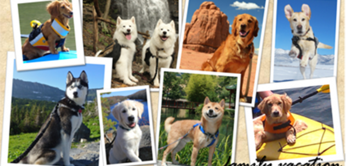 AAA pet vacation contest postcard
