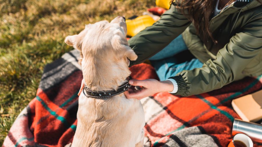 woman at the park adjusting her dog's collar