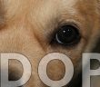 cute adopt a dog banner