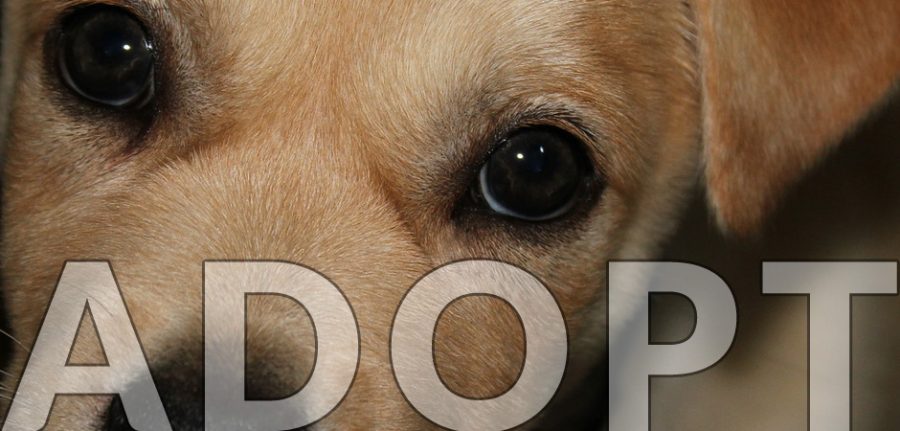 cute adopt a dog banner