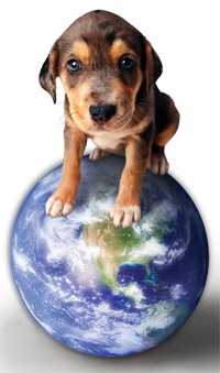 puppy sitting on a globe