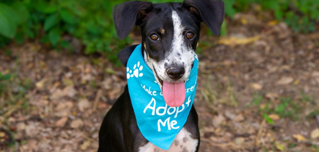 Happy rescue dog wearing a blue "Adopt Me" bandana, sitting outdoors and looking at the camera with tongue out