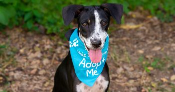 Happy rescue dog wearing a blue "Adopt Me" bandana, sitting outdoors and looking at the camera with tongue out
