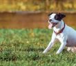 adorable dog ready to play