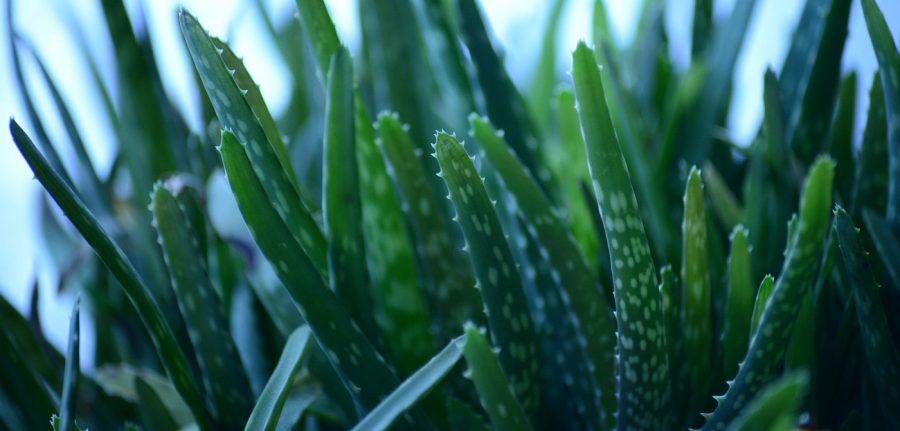 aloe vera plant