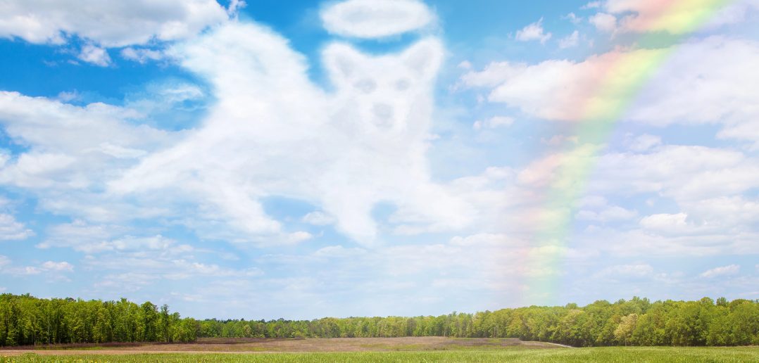 A cloud shaped like a dog with a halo floats in a bright blue sky above a green field, with a soft rainbow arching through the sky.
