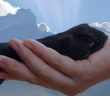 human hand holding a dog paw in front of a sky with clouds and sun rays in the background