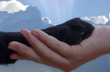 human hand holding a dog paw in front of a sky with clouds and sun rays in the background