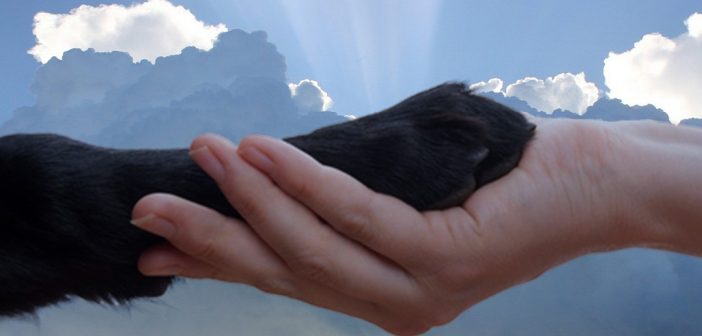 human hand holding a dog paw in front of a sky with clouds and sun rays in the background