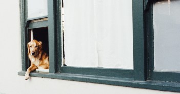 dog looking out of a window