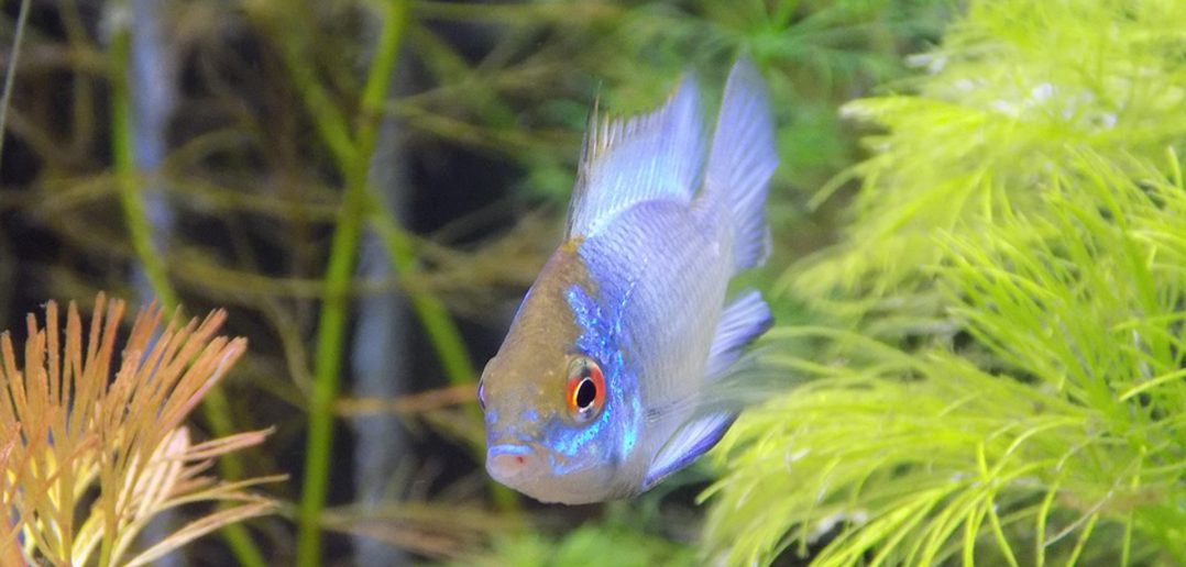 Apistogramma fish in an aquarium
