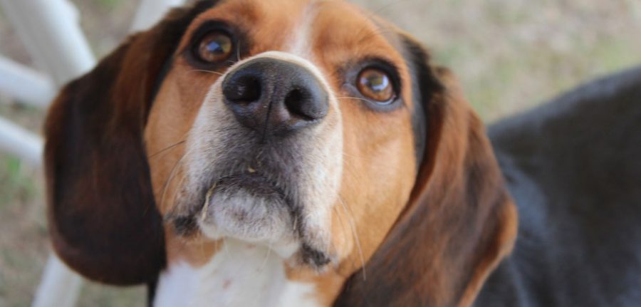 beagle giving his human his total attention