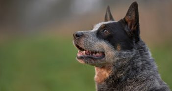 A close-up side profile of an Australian Cattle Dog, also called a Blue Heeler, looking ahead with an alert expression. The dog has a short, dense coat with a mix of black, blue, and tan fur. Its ears are perked up, and its mouth is slightly open, revealing teeth. The background is blurred green, suggesting an outdoor setting.