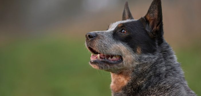 A close-up side profile of an Australian Cattle Dog, also called a Blue Heeler, looking ahead with an alert expression. The dog has a short, dense coat with a mix of black, blue, and tan fur. Its ears are perked up, and its mouth is slightly open, revealing teeth. The background is blurred green, suggesting an outdoor setting.