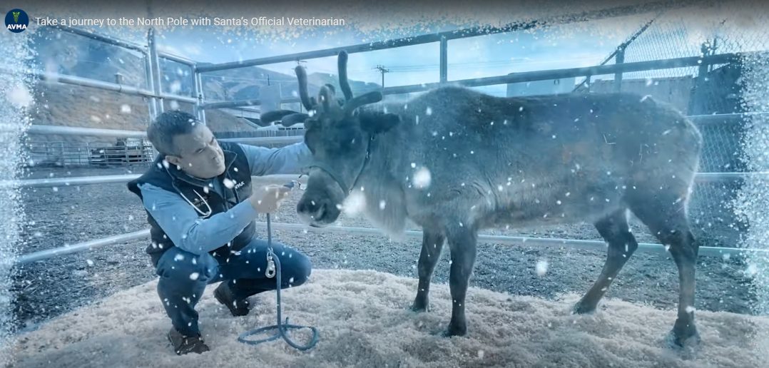 avma santa official vet checking one of Santa's reindeer