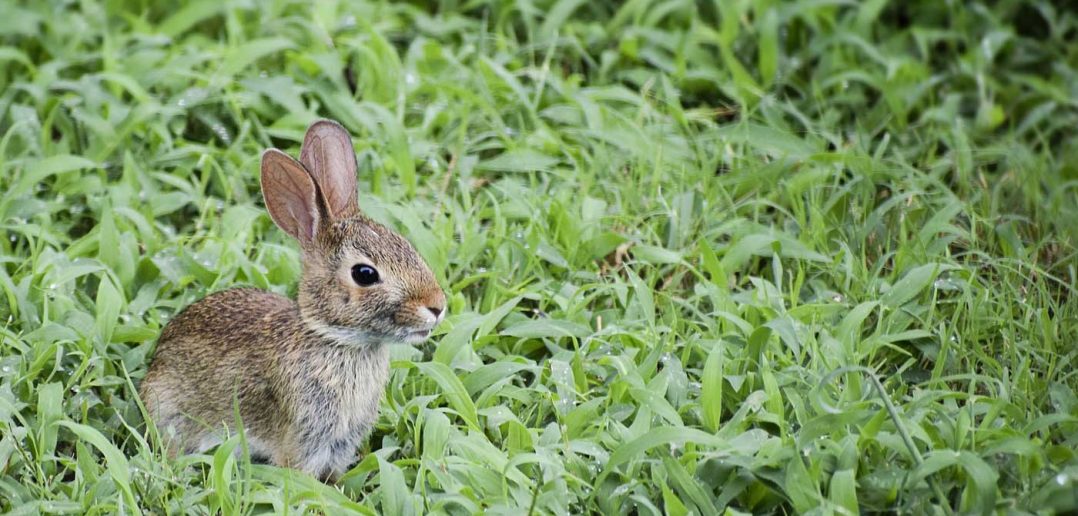 wild baby bunny rabbit in the yard